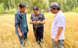 启田科技有限公司 【2025 CBP调研】盐碱地小麦增产258%！看生物技术如何走向大田