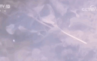 农业科技拼音 这种奇怪的生物叫佳朋鲎(hòu)虫，还有个名字“三眼恐龙虾”