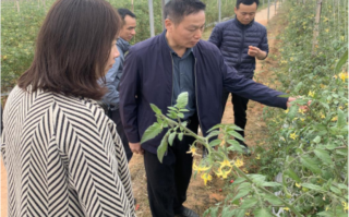 轻骑兵科技 临洮：科技赋能芍药产业——“花卉轻骑兵”田间送技助乡村振兴