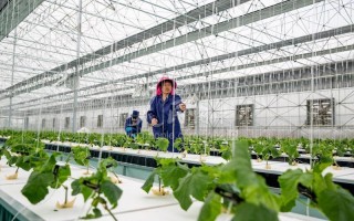 在合肥科技 春天里的中国 安徽合肥 科技助力蔬菜生产 种植采收无缝衔接