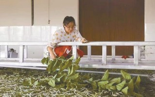 蚕宝宝科技 蚕宝宝住“别墅” 智能系统当“保姆”